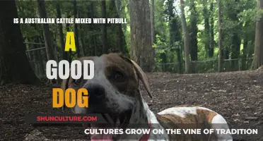Australian Cattle-Pitbull Mix: A Good Dog?