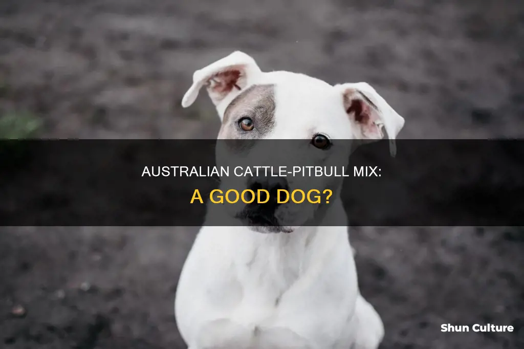 is a australian cattle mixed with pitbull a good dog