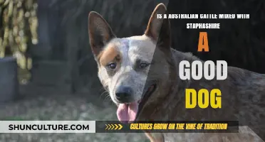 Australian Cattle-Staphashire Mix: Good Dog or Not?
