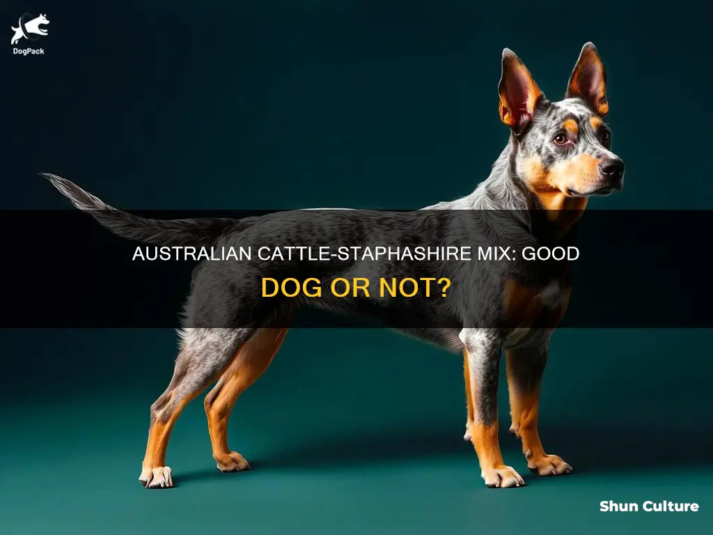 is a australian cattle mixed with staphashire a good dog