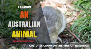 Bandicoots: Australia's Native Marsupials