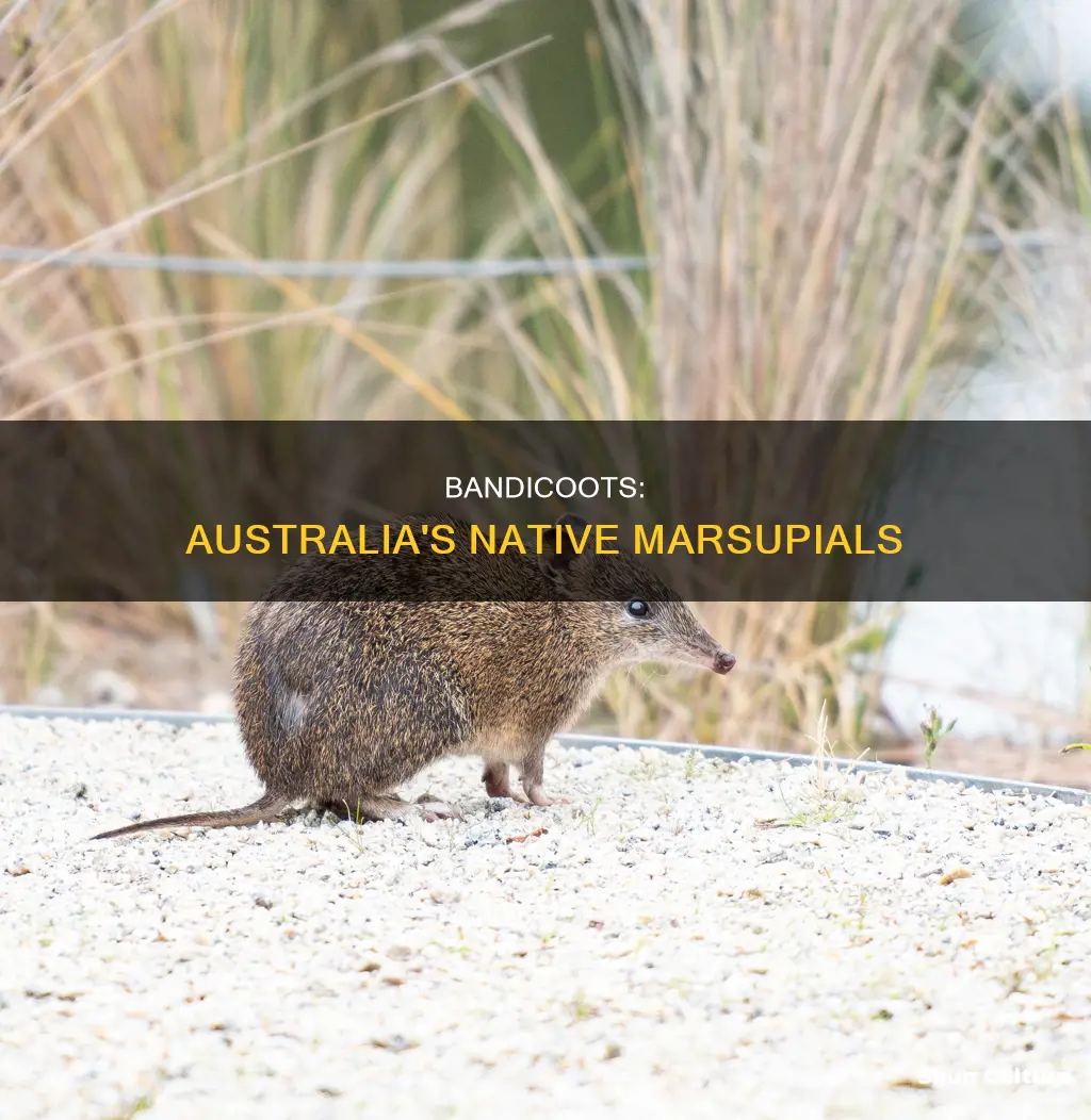 is a bandicoot an australian animal