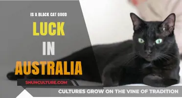 Black Cats: Australian Luck or Superstition?