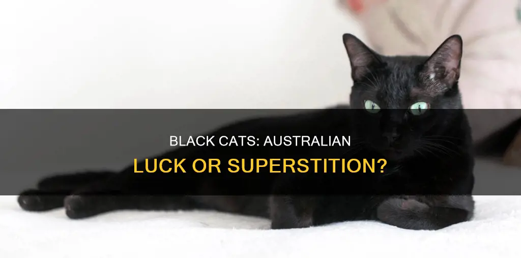 is a black cat good luck in australia