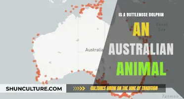 Bottlenose Dolphins: Are They Australian Natives?
