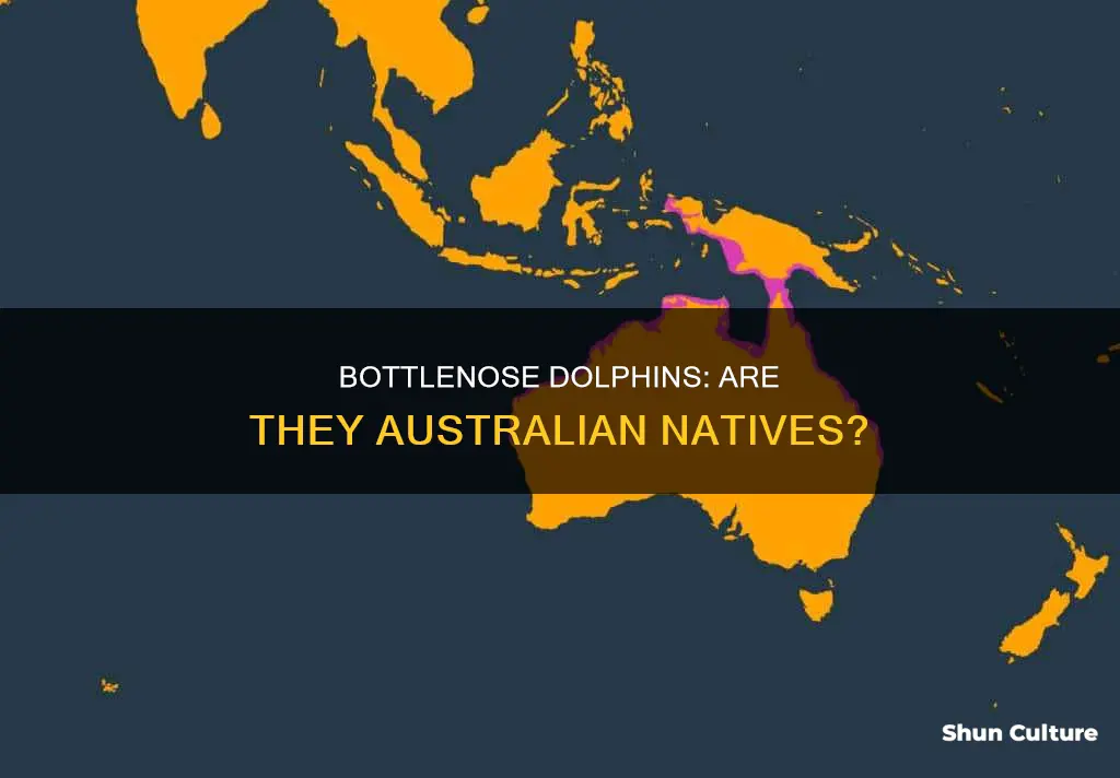 is a bottlenose dolphin an australian animal