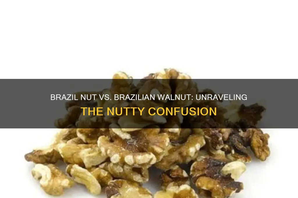 is a brazil nut a brazian walnut