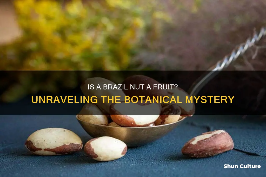 is a brazil nut a fruit