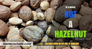Brazil Nut vs. Hazelnut: Unraveling the Nutty Confusion