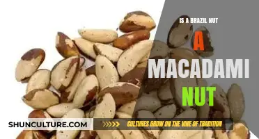 Brazil Nut vs. Macadamia Nut: Unraveling the Nutty Confusion