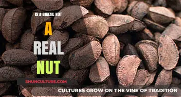 Is a Brazil Nut a Nut? Uncovering the Truth Behind the Name