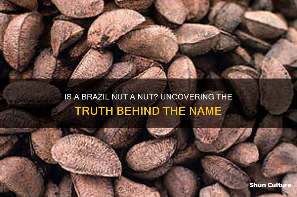 is a brazil nut a real nut