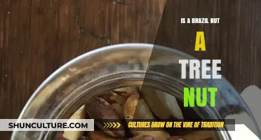 Is a Brazil Nut a Tree Nut? Unraveling Nut Allergy Confusion