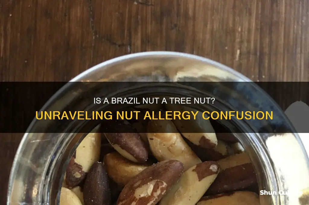 is a brazil nut a tree nut