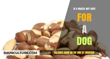 Can Dogs Eat Brazil Nuts? Safety Tips for Pet Owners