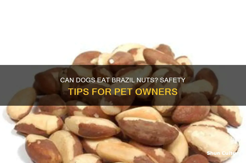 is a brazil nut safe for a dog