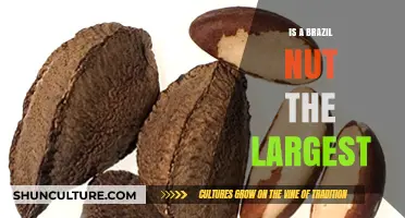 Is the Brazil Nut the Largest? Uncovering the Truth About Nut Sizes