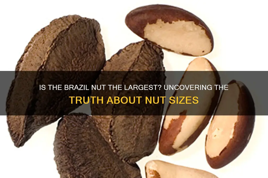 is a brazil nut the largest