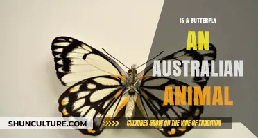Butterflies in Australia: Are They Native?
