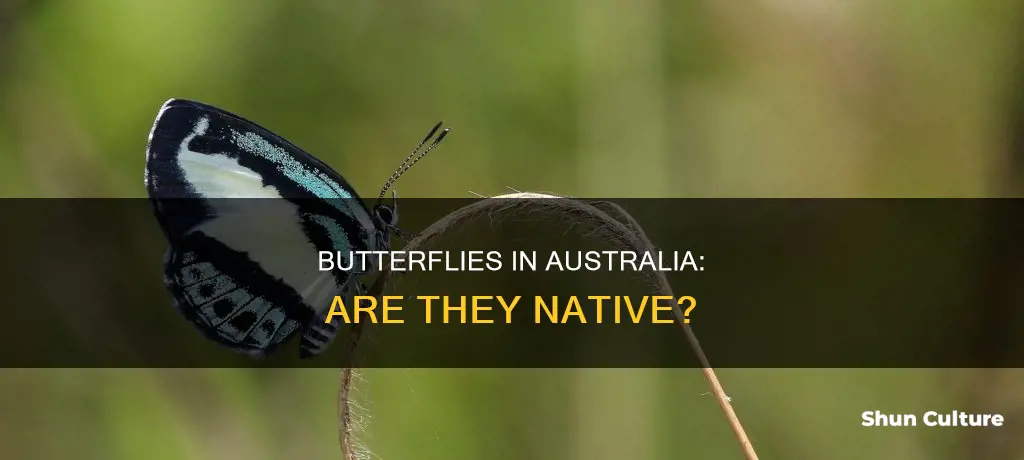 is a butterfly an australian animal