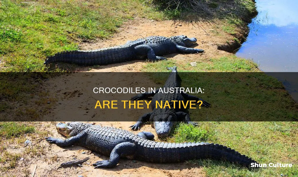 is a crocodile an australian animal