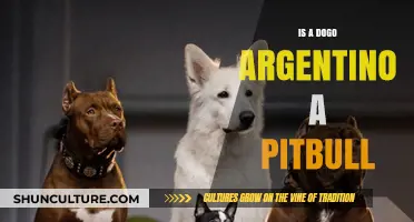 Dogo Argentino vs. Pitbull: Understanding the Key Differences