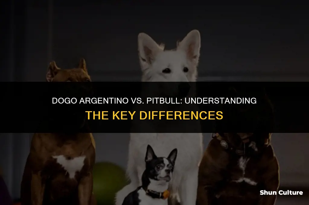 is a dogo argentino a pitbull