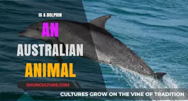 Dolphin Habitat: Are They Australian?