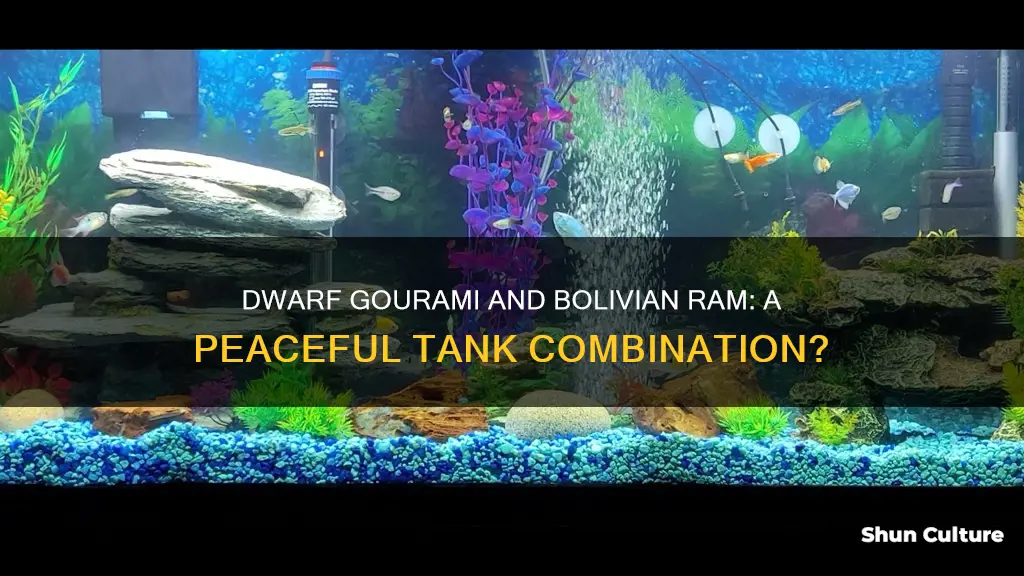 is a dwarf gourami compatible with bolivian ram