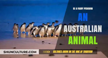 Fairy Penguins: Australia's Little Charmers