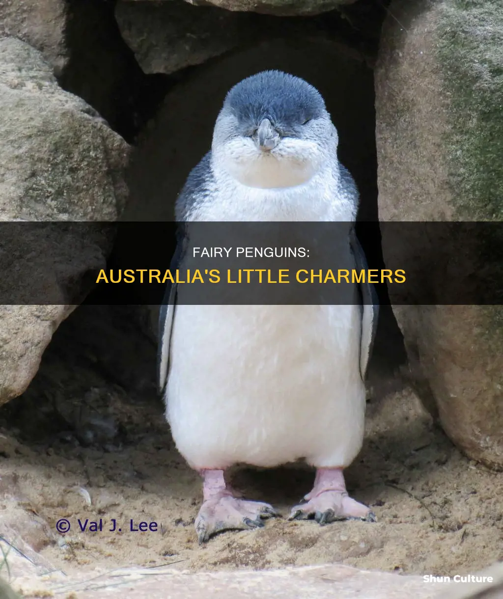 is a fairy penguin an australian animal