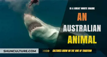 Great White Sharks: Australia's Oceanic Predators
