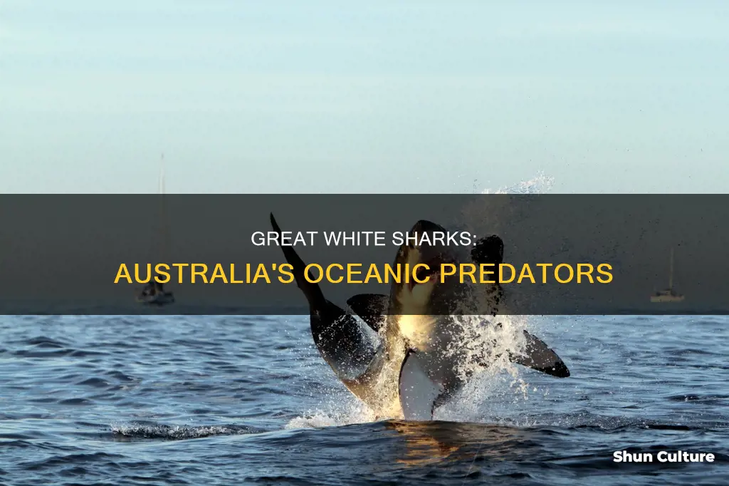 is a great white shark an australian animal