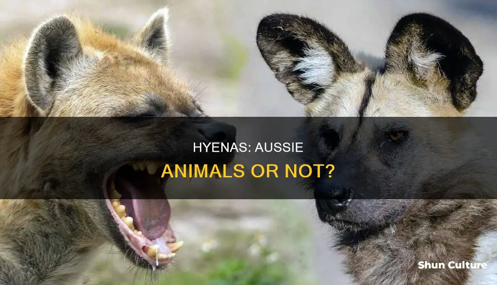 is a hyena and australian animals