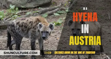 Hyena in Austria: An Unexpected Visitor or Resident?