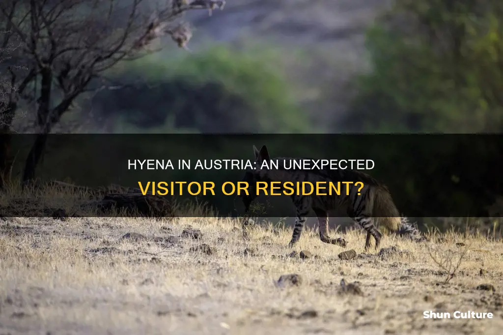 is a hyena in austria