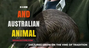 Kiwi: New Zealand's Iconic Bird Emblem