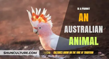 Parrots: Australian Natives or Foreign Imports?