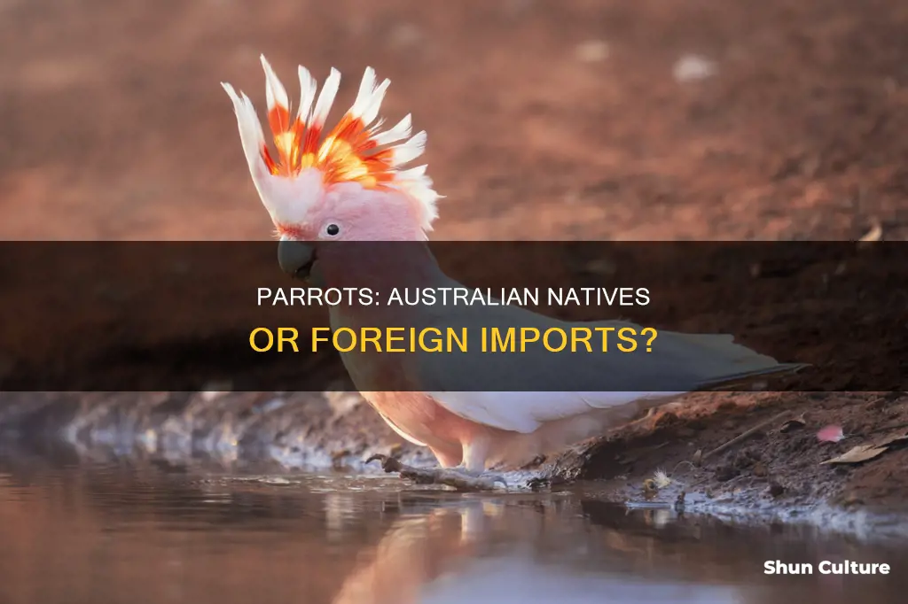 is a parrot an australian animal