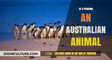 Penguins: Australian Natives or Foreign Visitors?