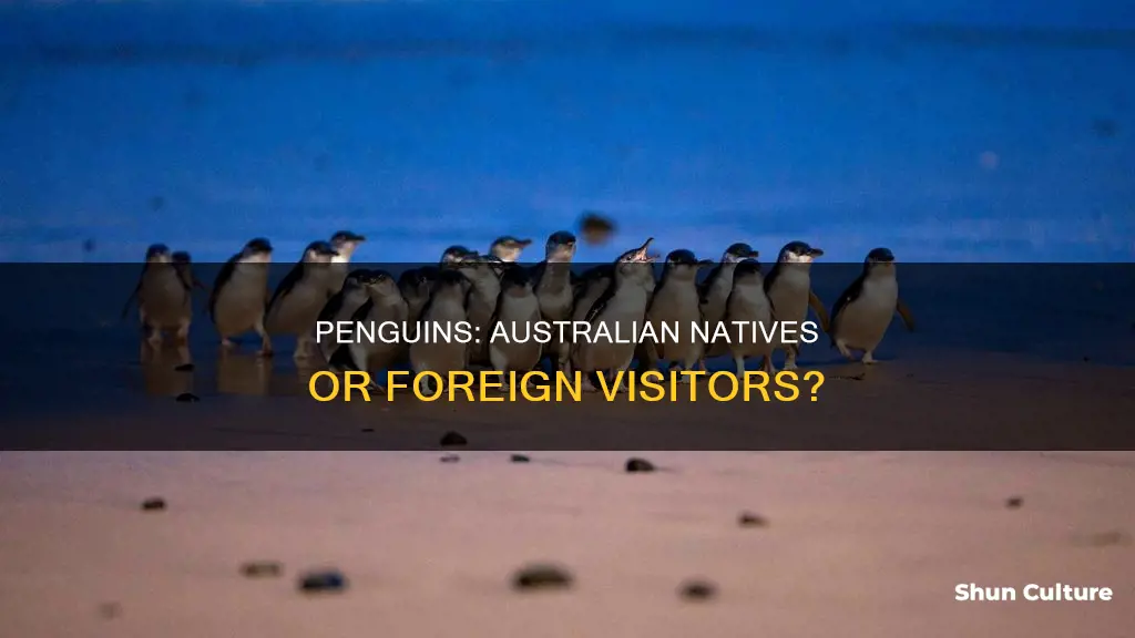 is a penguin an australian animal
