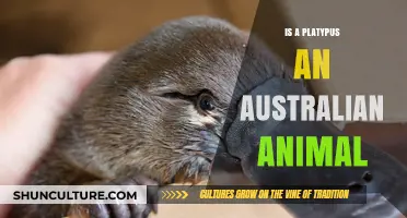 Platypus: Australia's Unique Native Species