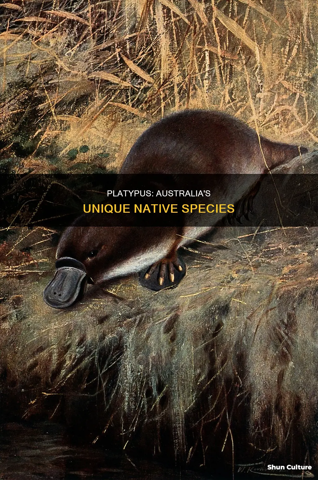 is a platypus an australian animal