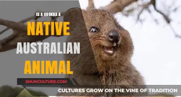 Quokka: Australia's Native Marsupial Mascot