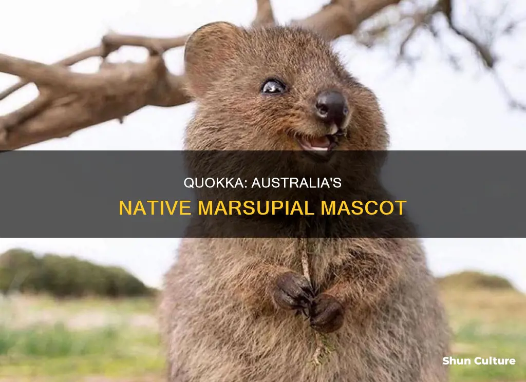 is a quokka a native australian animal