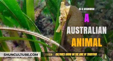 Seahorse Habitat: Australia's Unique Marine Life
