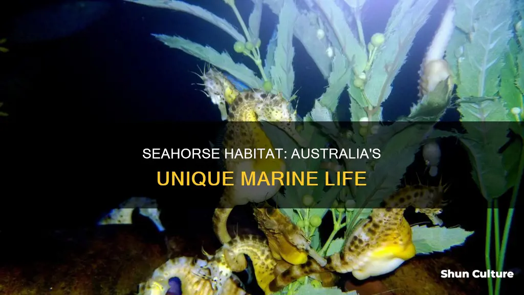 is a seahorse a australian animal