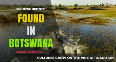 Exploring Botswana's Ecosystems: Are Tropical Rainforests Present in the Country?