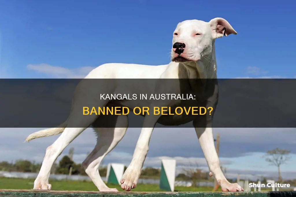 is a turkish kangal baned in australia