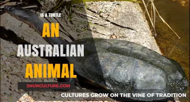 Turtles: Australian Natives or Foreigners?